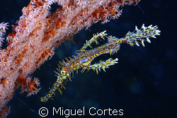 Ghostpipefish. by Miguel Cortes 